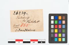 Etikett zu Bronzering (NHMW-PRAE-026239)